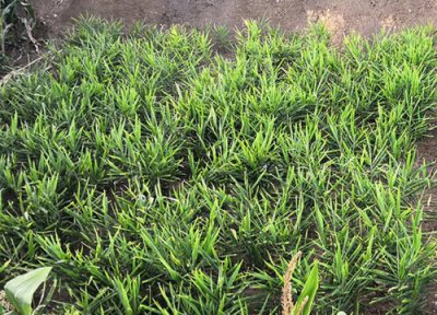 姜栽种最佳时间 姜什么时候栽种合适