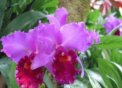 秘鲁的国花是什么花 秘鲁国花寓意象征 图