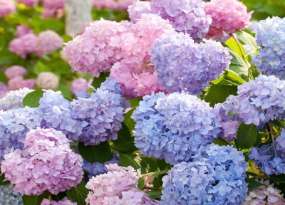 绣球花在什么时候浇水比较好 应该在早上还是晚上的时间