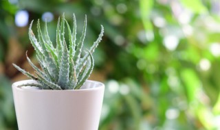 好养室内植物有哪些 有什么好养室内植物