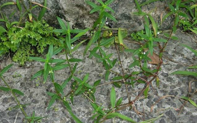 伞房花耳草简介 伞房花耳草和蛇舌草的区别