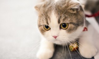 猫死了怎么办 猫死了应该如何处理