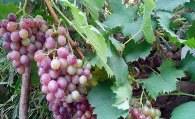 第一年葡萄小苗施什么肥 刚种葡萄苗用什么肥料长得快