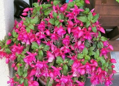 倒挂金钟花的风水禁忌及作用 家里养对风水好吗