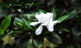 怎么快速开花 开花多的方法和注意事项