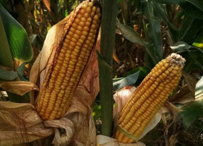 和育187玉米种子介绍 和育品种积温、种子价格简介