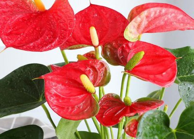 红掌耐寒吗 红掌耐寒最低温度及冬天养护管理