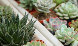 植物干燥保存 植物晒干保存的原理和方法