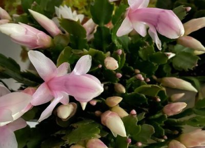 夏天蟹爪兰长了新芽怎么办 夏季怎么养蟹爪兰蹭蹭冒新芽