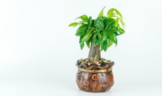 客厅适合摆放什么盆景 客厅适合摆放哪些盆景