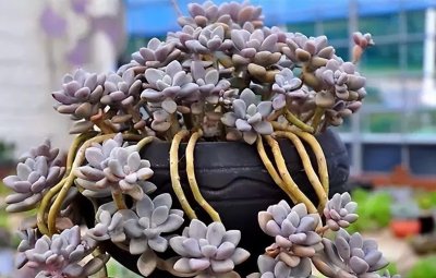 艾伦多肉养成小老桩技巧 艾伦度夏的养殖方法和注意事项