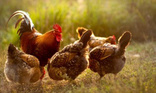 生肖鸡佩戴什么生肖好 生肖鸡佩戴哪些生肖好