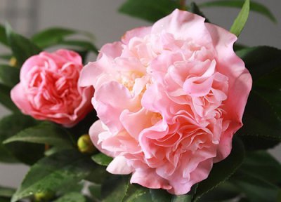 茶花叶片生锈怎么处理 茶花叶子铁锈色怎么办