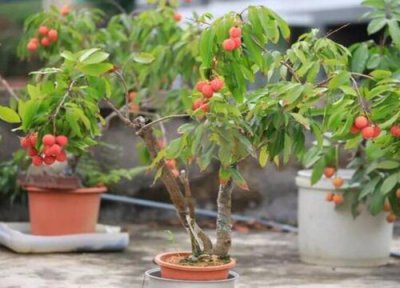 扦插荔枝快速生根方法 扦插繁殖的生根技巧