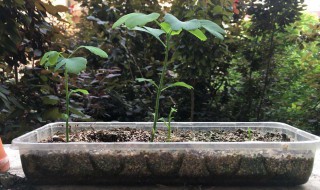 银杏种子泡几天发芽 银杏种子泡多长时间能发芽