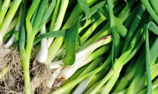 冬天蒜苗怎么种植 冬季大蒜如何种植