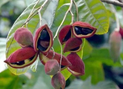 假苹婆果实可以吃吗 假苹婆的果实能吃吗