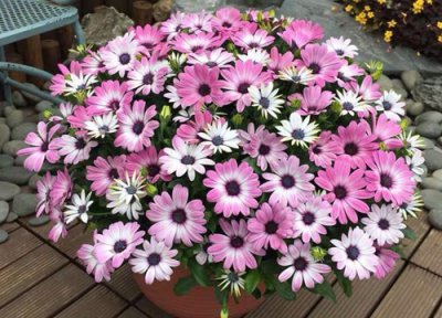 万寿菊一盆种几棵 万寿菊一盆种几株好