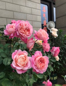 梦光环月季花优缺点 灌木梦光环能长多高 有耐晒特点