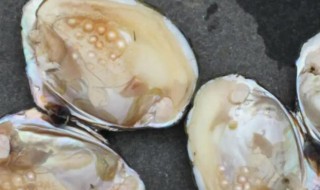 河蚌和蛤蜊哪个部位可以吃 河蚌和蛤蜊什么部位可以吃