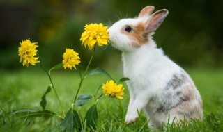 兔子该怎么喂养 兔子该如何喂养