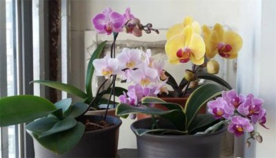 蝴蝶兰用什么花盆最好 蝴蝶兰使用深点还是浅点花盆