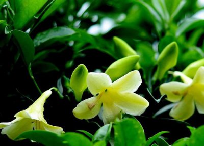 茉莉花夏天不开花咋办 夏季茉莉花不开花的原因及解决方法