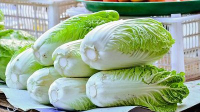 如何选择大白菜品种 种植白菜什么品种产量高口感好