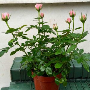 月季花秋天能换盆吗 月季花秋季移盆换土注意事项