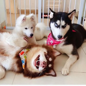 世界三大傻狗是哪三种 公认狗界三傻是什么品种排名