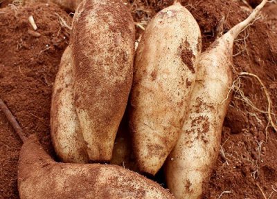 雪莲果为啥不能晚上吃 雪莲果最佳吃法与禁忌