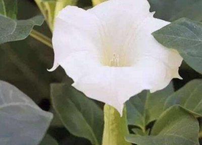 代表月亮的花 月亮花的含义