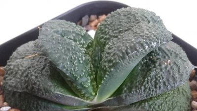 卧牛多肉植物怎么人工授粉 多肉成功授粉打种的教程