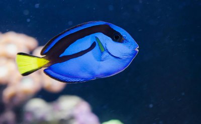 多莉是什么鱼品种 蓝吊是水族箱里的标配海水鱼