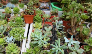 大学宿舍适合摆什么盆栽 大学宿舍适合摆的盆栽有哪些