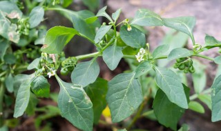 什么是龙葵 龙葵简单介绍