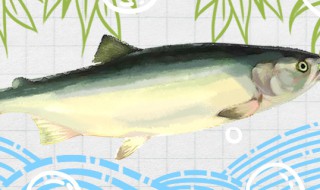 三文鱼和大马哈鱼的区别 三文鱼和大马哈鱼有什么区别