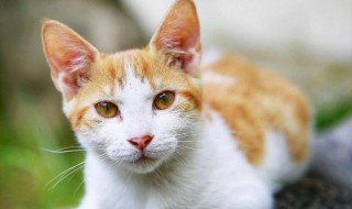 猫咪吃牛肉正确方法 猫咪吃牛肉怎么做法