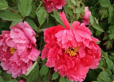 牡丹花耐寒 牡丹花怎么过冬天