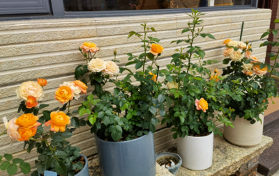 月季花浇水的正确方法和注意事项 掌握浇水原则才不会烂根