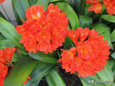 君子兰什么情况下浇水 怎样判断君子兰什么状态该浇水了