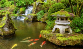 庭院鱼塘适合种什么花卉 庭院里面有鱼塘适合种什么花卉