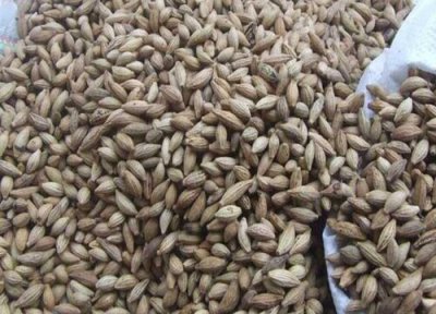 桂花种子怎么种植方法 桂花种子的种植方法和注意事项