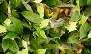 一帆风顺摆在哪里招财 一帆风顺如何摆放