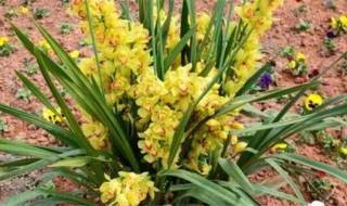 蕙兰开花方法和注意事项 如何养殖蕙兰