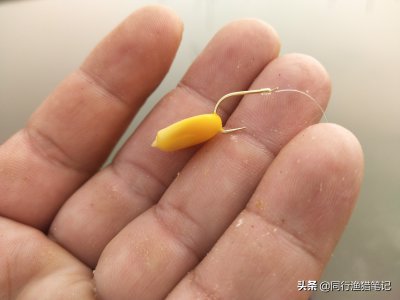 玉米粒可以钓什么鱼 用玉米粒钓鲤鱼的绝招有哪些