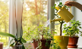 春羽叶子尖干枯怎么办 春羽叶子尖干枯解决方法