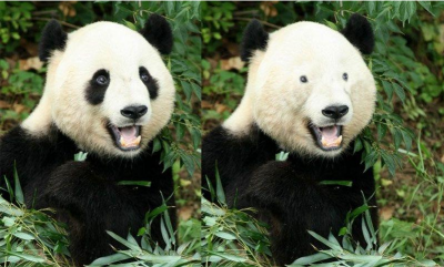 熊猫的黑眼圈有什么作用 熊猫为什么会有黑白皮毛