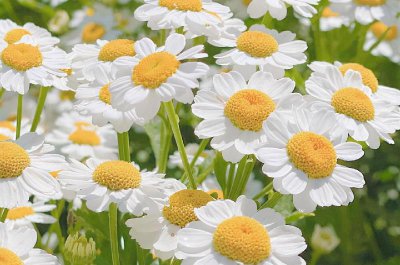 金牛座的爱情观是什么 他们在感情中有哪些“狼性”时刻