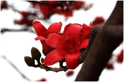 木棉花哪个部位不能吃 木棉花可以食用的部分有哪些